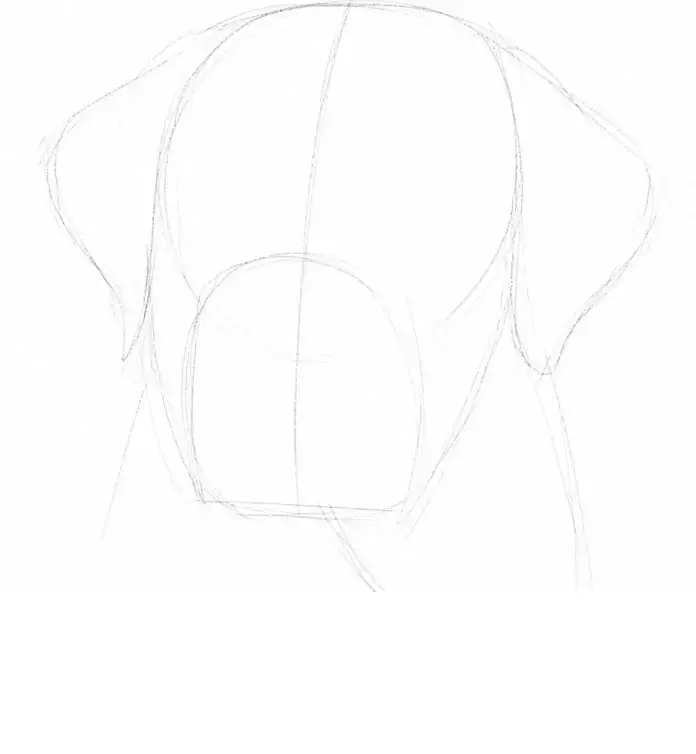 Labrador in graphite, stage 1: Big shapes