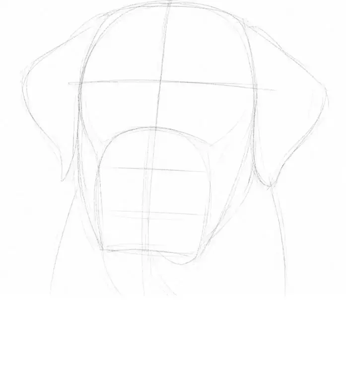 Labrador in graphite, stage 2: Proportions