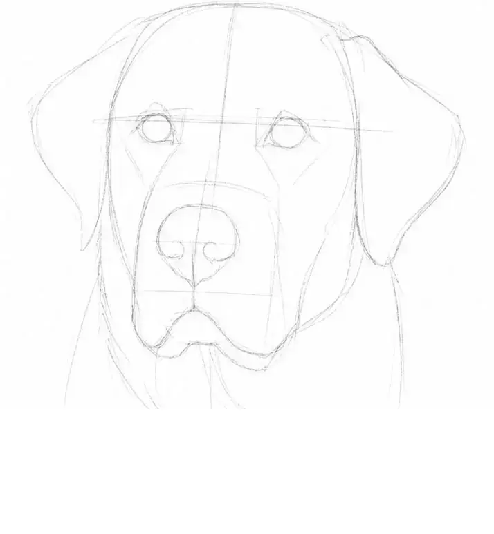 Labrador in graphite, stage 3: Placement