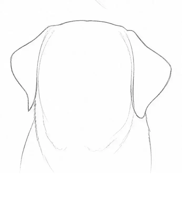 Labrador in graphite, stage 4: Outer contour