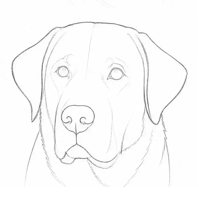 Labrador in graphite, stage 5: Interior edges