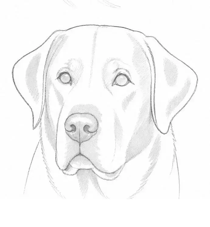 Labrador in graphite, stage 6: Shadow shapes