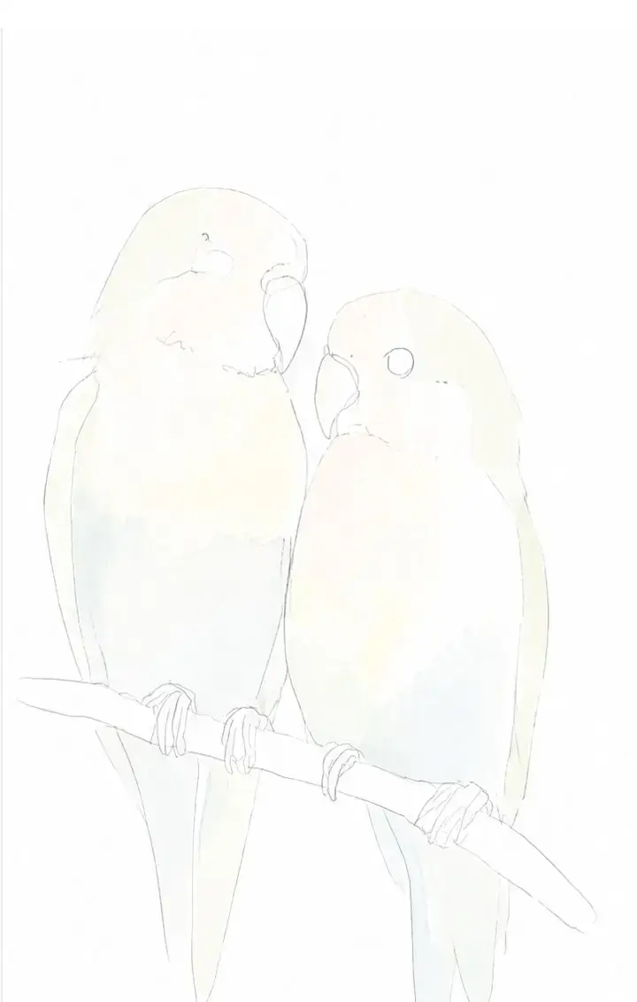 수채화 모란앵무, 3단계: 배치