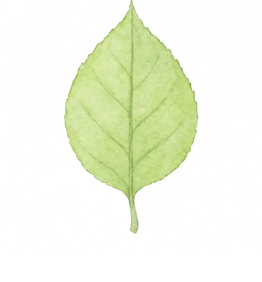 Watercolor leaf, stage 3: First wash